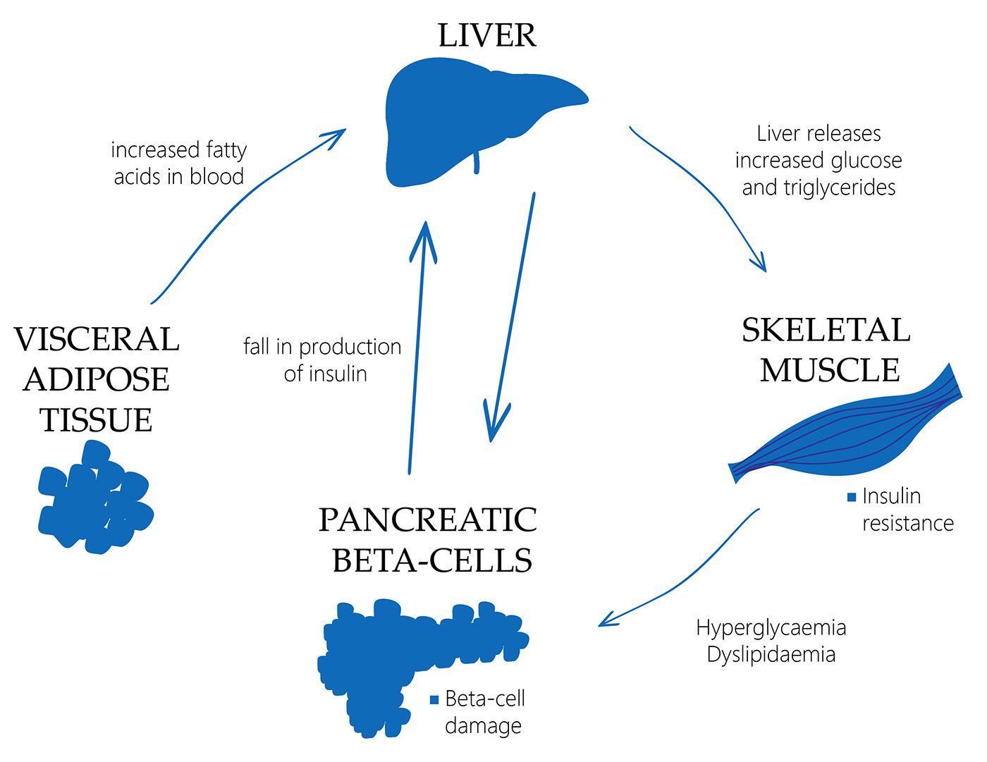 Liver and diabetes 2 Liver and diabetes 2