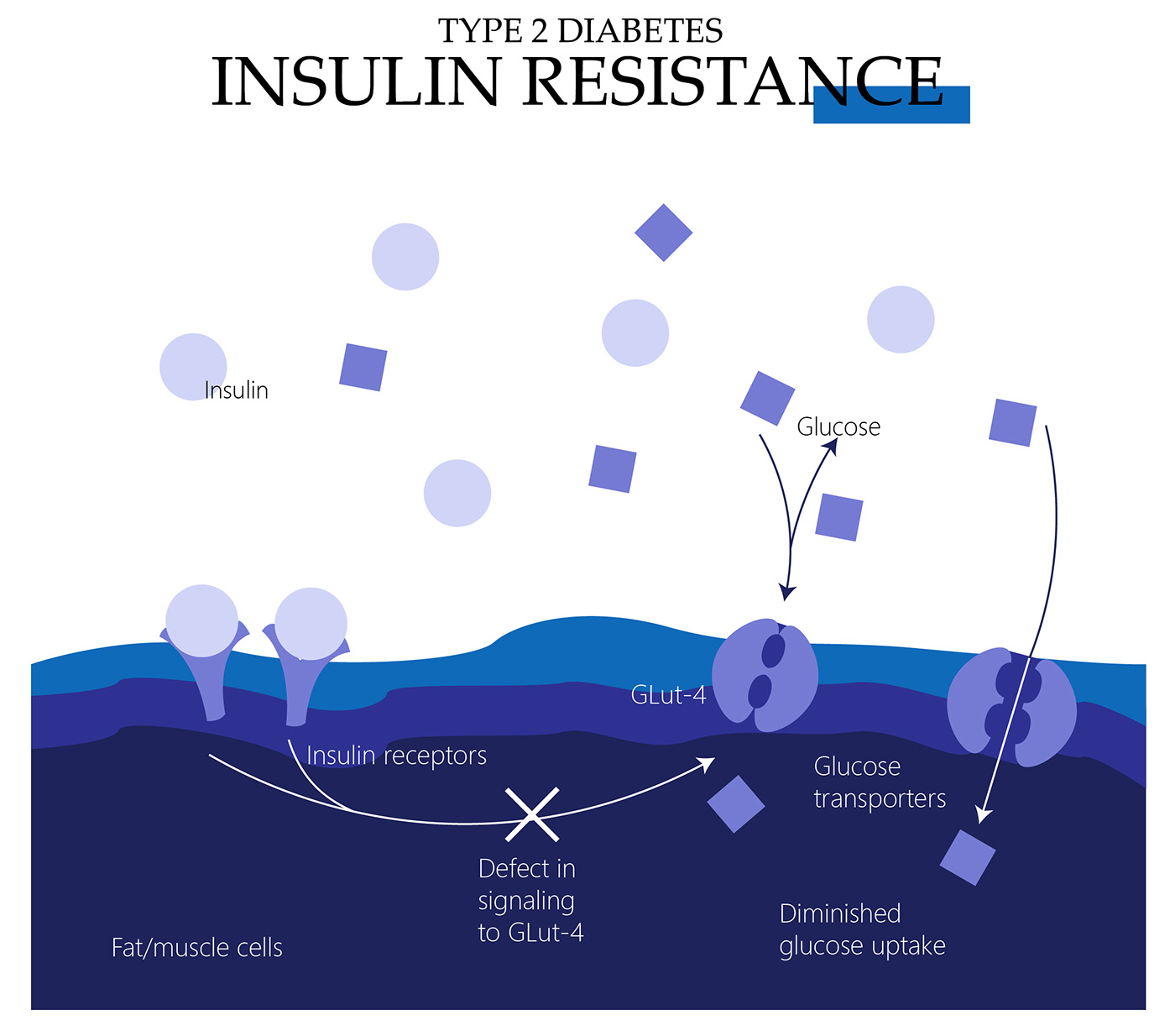Type 2 diabetes insulin resistance